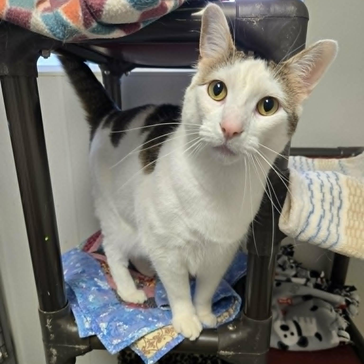 Connor and Murphy (Bonded Pair), a ADOPTABLE Domestic Short Hair in Watertown, WI image 2/3