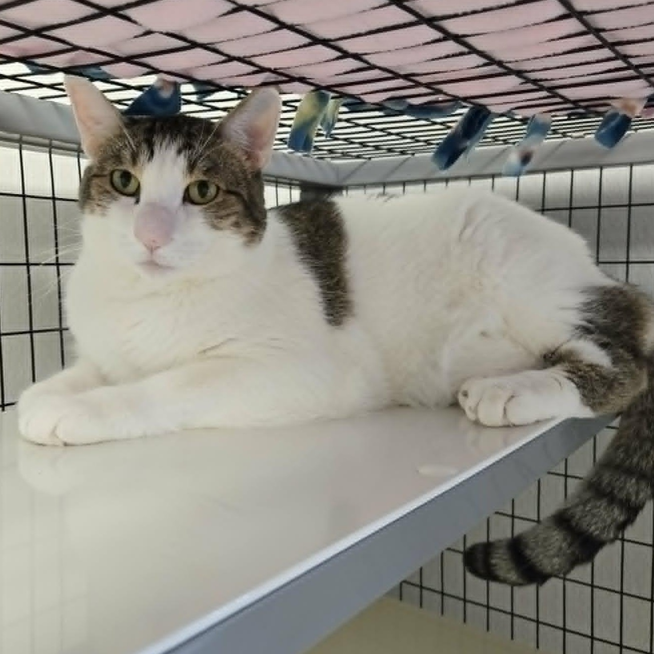 Connor and Murphy (Bonded Pair), a ADOPTABLE Domestic Short Hair in Watertown, WI image 3/3