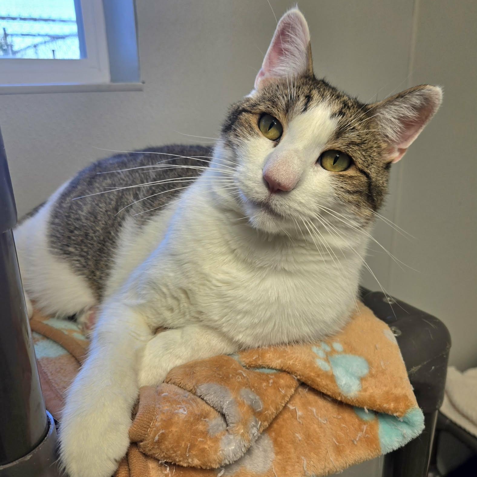 Enlarge Connor and Murphy (Bonded Pair), a Adoptable Domestic Short Hair in Watertown, WI image 4/6