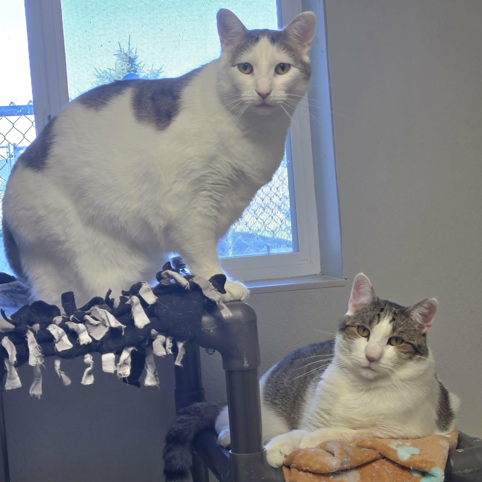 Enlarge Connor and Murphy (Bonded Pair), a Adoptable Domestic Short Hair in Watertown, WI image 1/6