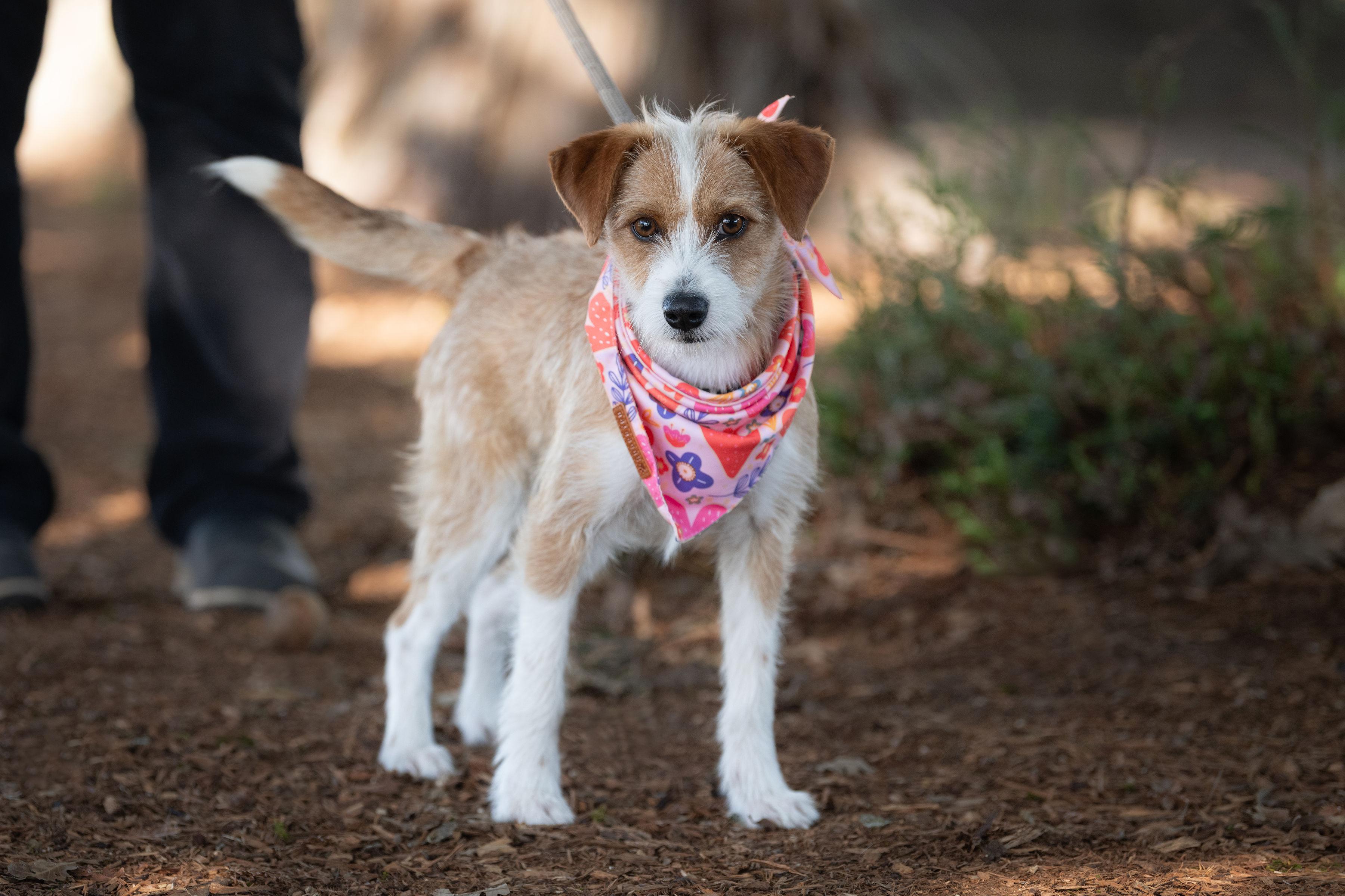 Enlarge Josh, an adopted mixed breed in Santa Rosa, CA image 4/4