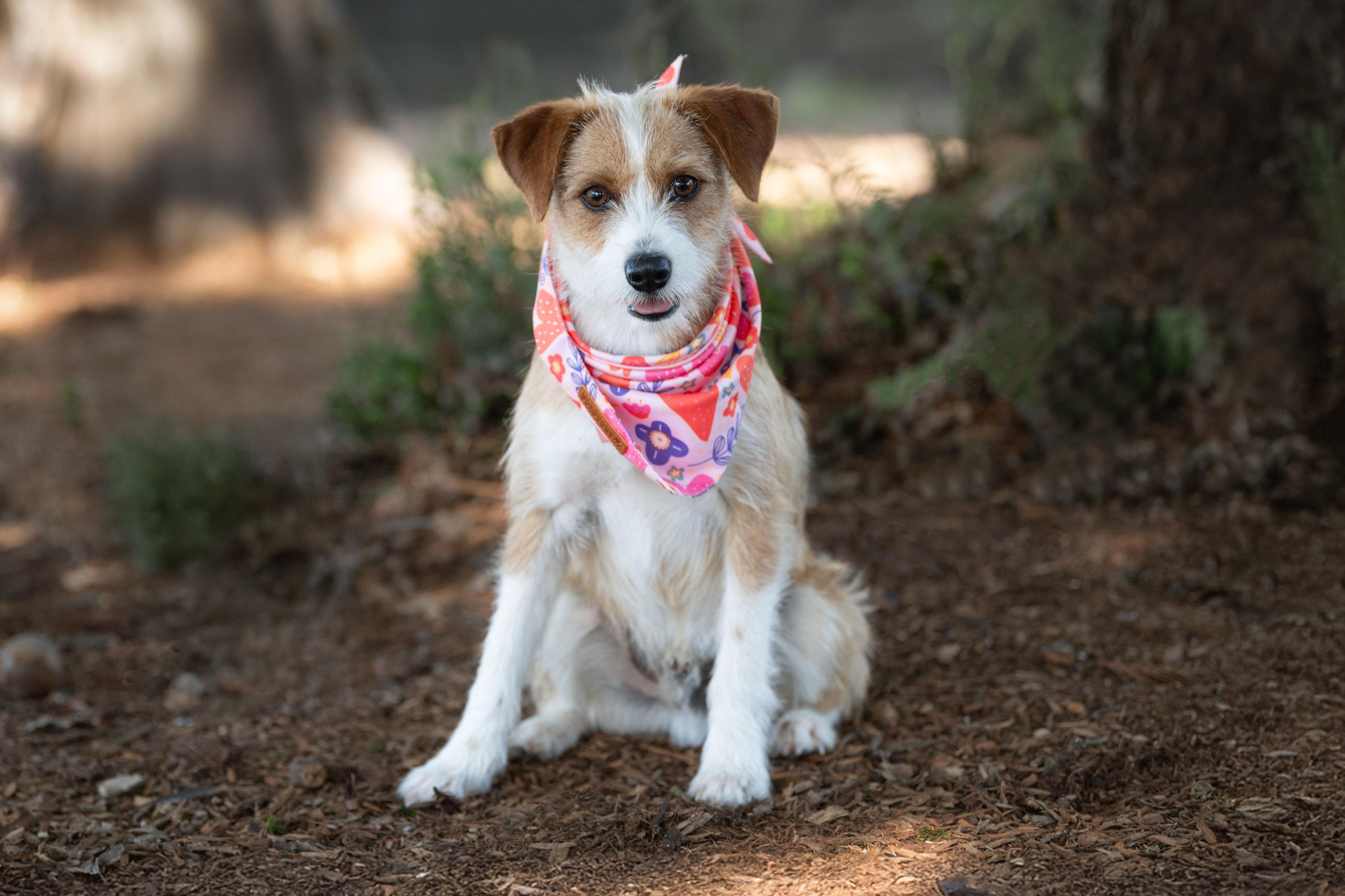 Enlarge Josh, an adopted mixed breed in Santa Rosa, CA image 3/4