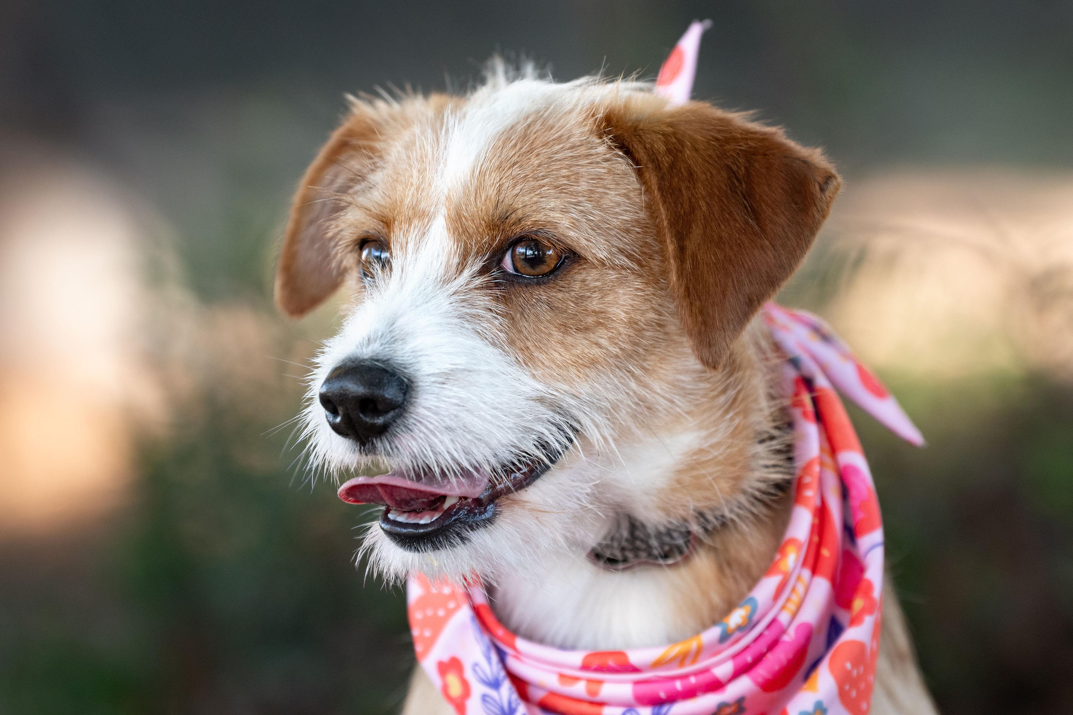 Enlarge Josh, an adopted mixed breed in Santa Rosa, CA image 2/4