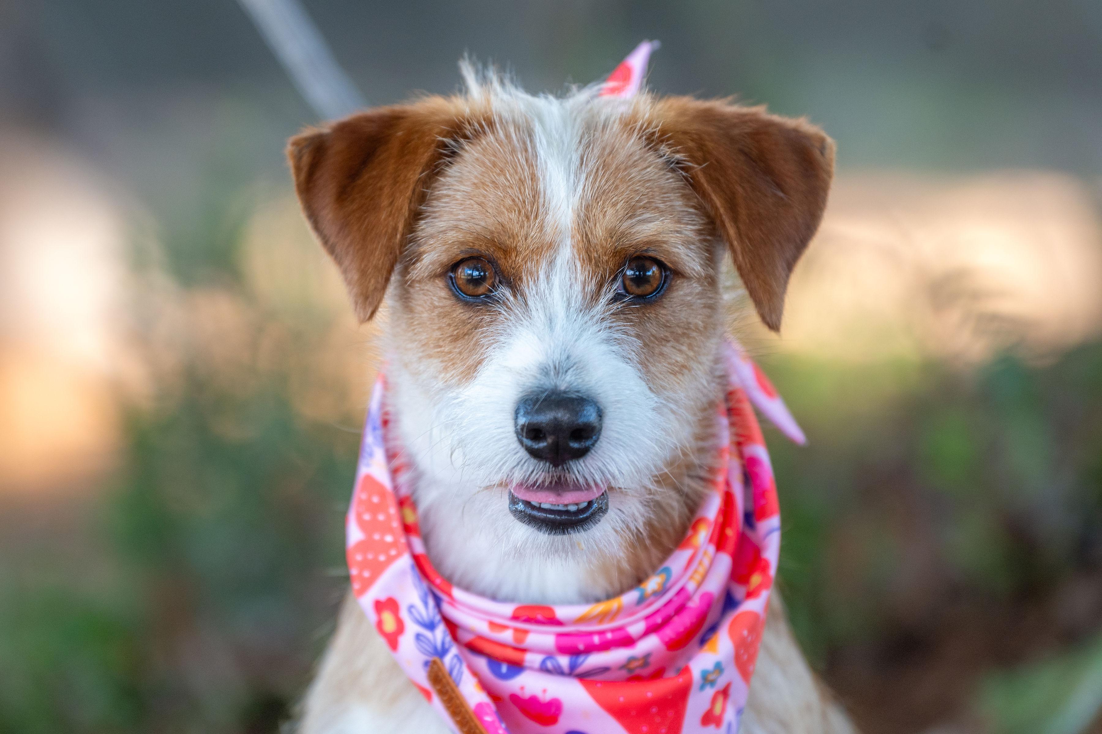 Josh, adopted, Young Male Terrier.