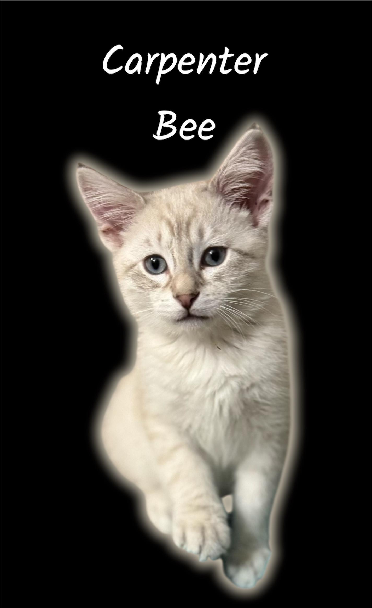 Enlarge Carpenter Bee, an adoptable Domestic Short Hair in Auburn, CA image 1/1