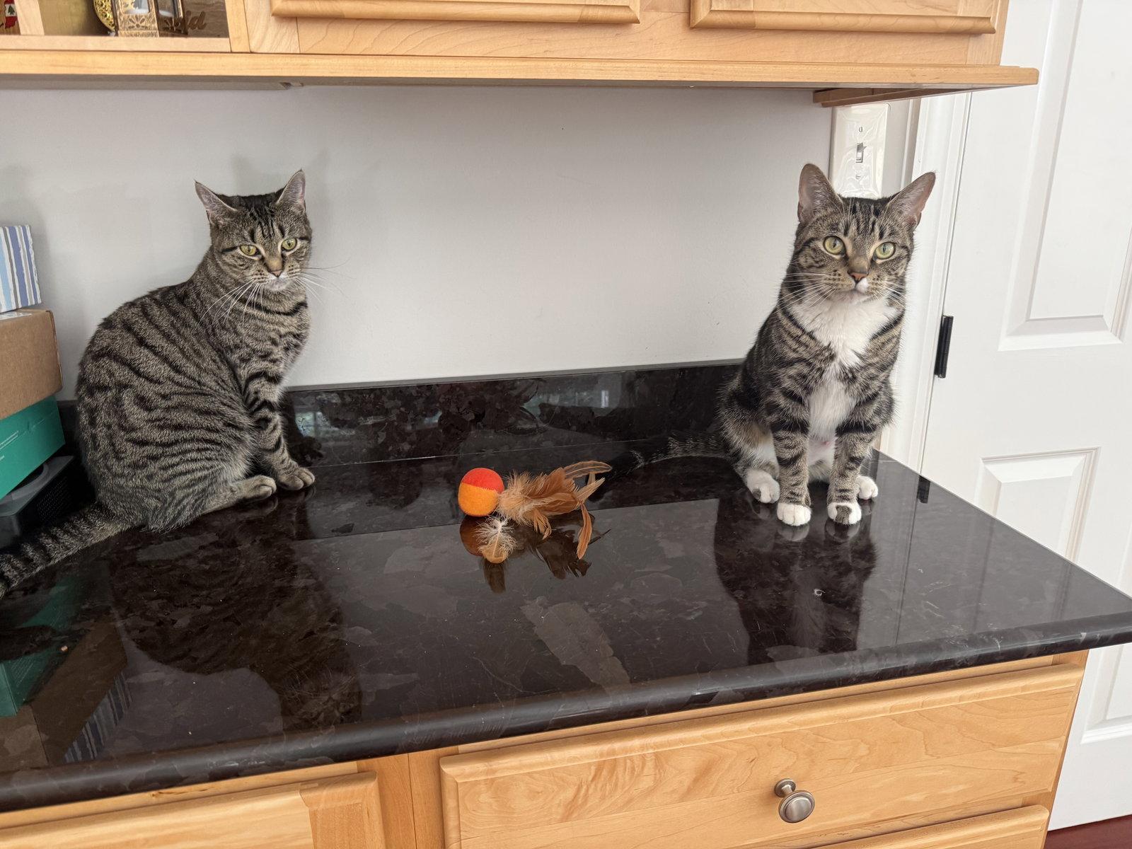 Enlarge Bacon, a Adoptable Domestic Short Hair in Reston, VA image 2/3