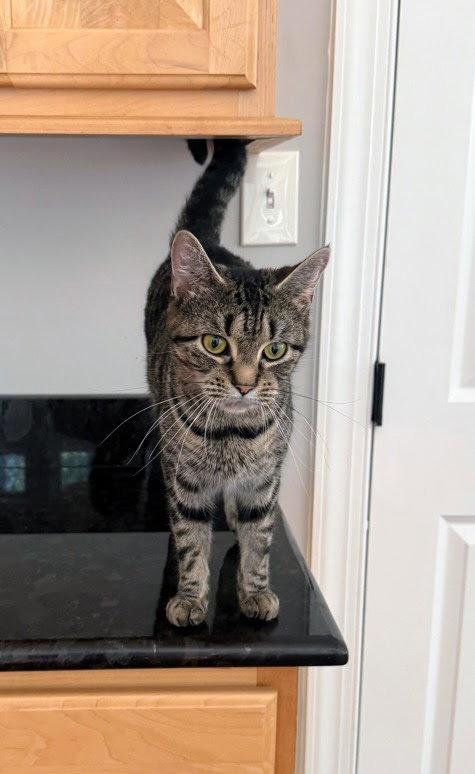 Enlarge Bacon, a Adoptable Domestic Short Hair in Reston, VA image 3/3