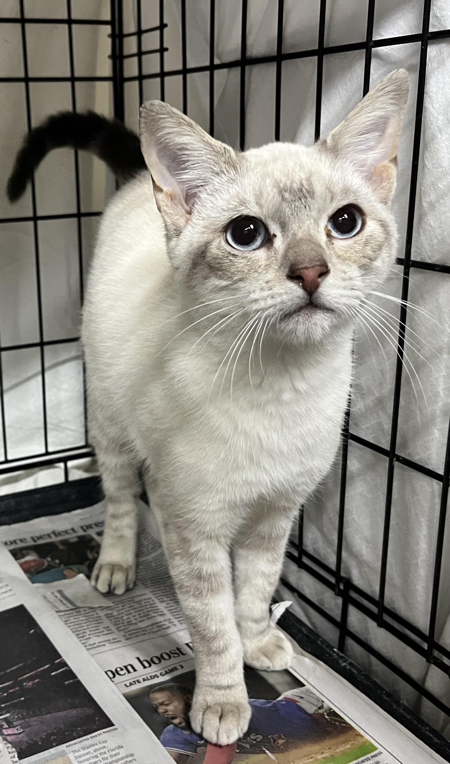 Dorian Grey, Adopted, Young Male Siamese & Domestic Short Hair.