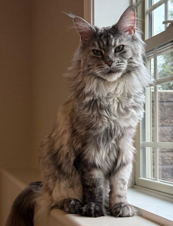Enlarge SOPHIA, an adopted Maine Coon in Savoy, IL image 1/1