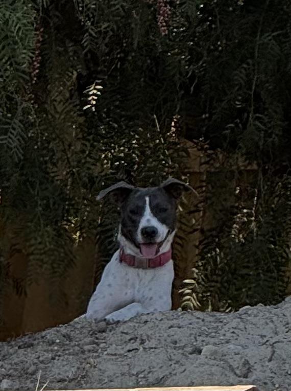 Chispa, Adoptable, Adult Female Jack Russell Terrier.