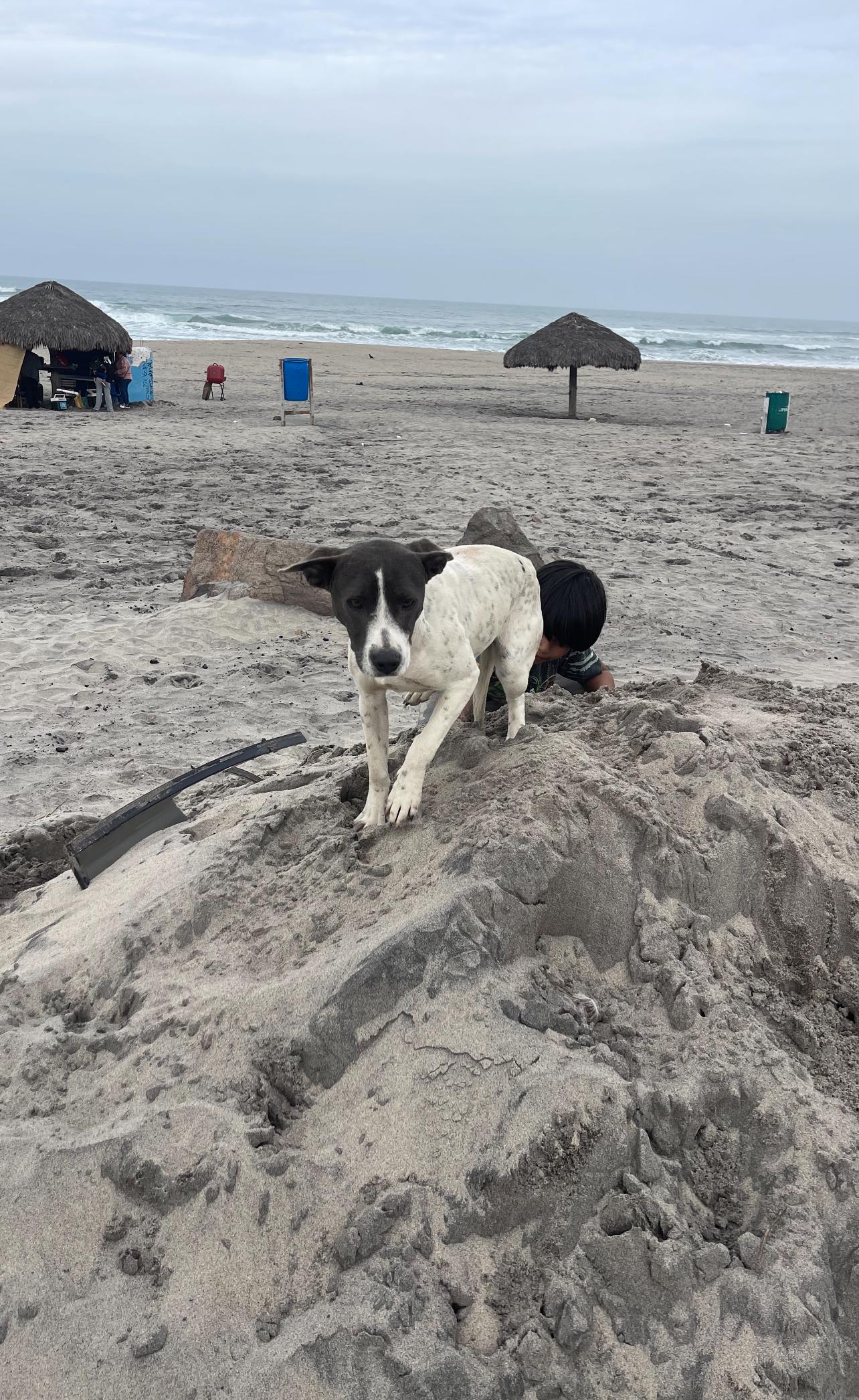 Chispa, a Adoptable mixed breed in Chula Vista, CA image 2/5