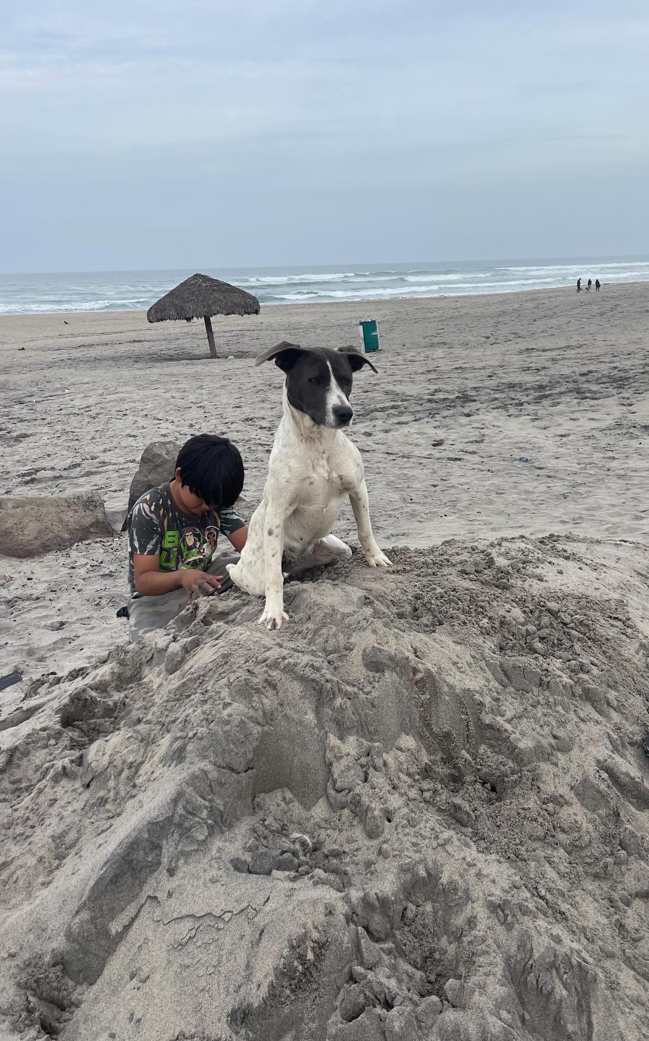 Chispa, a Adoptable mixed breed in Chula Vista, CA image 3/5