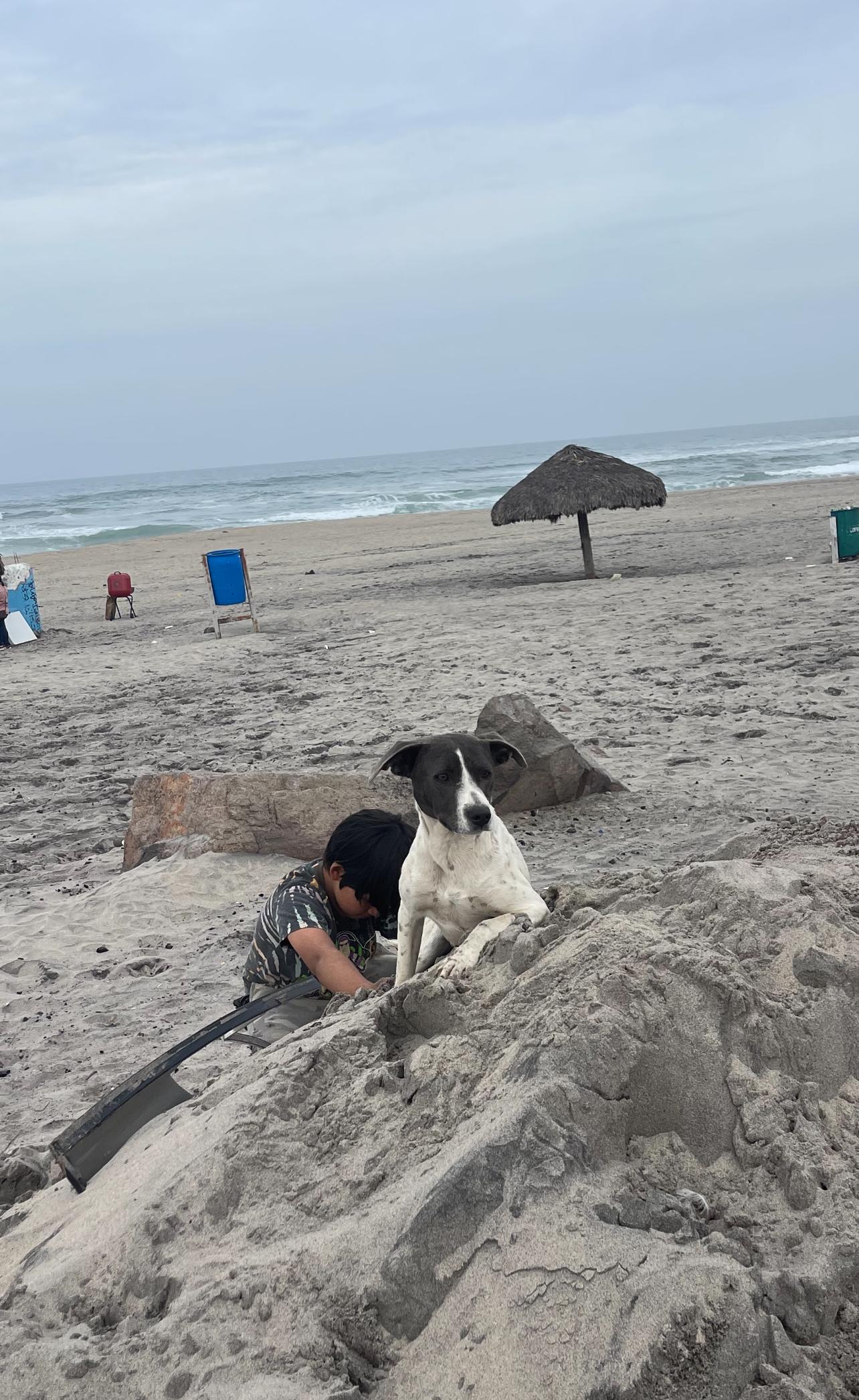 Chispa, a Adoptable mixed breed in Chula Vista, CA image 4/5