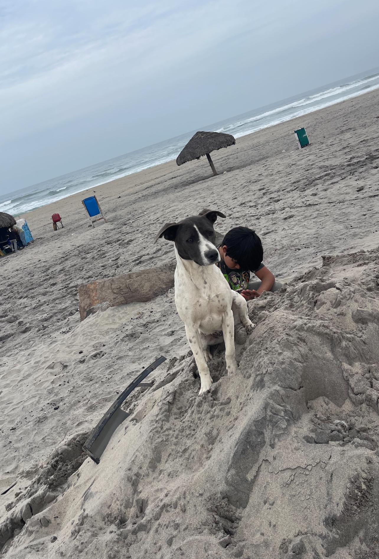 Chispa, a Adoptable mixed breed in Chula Vista, CA image 5/5