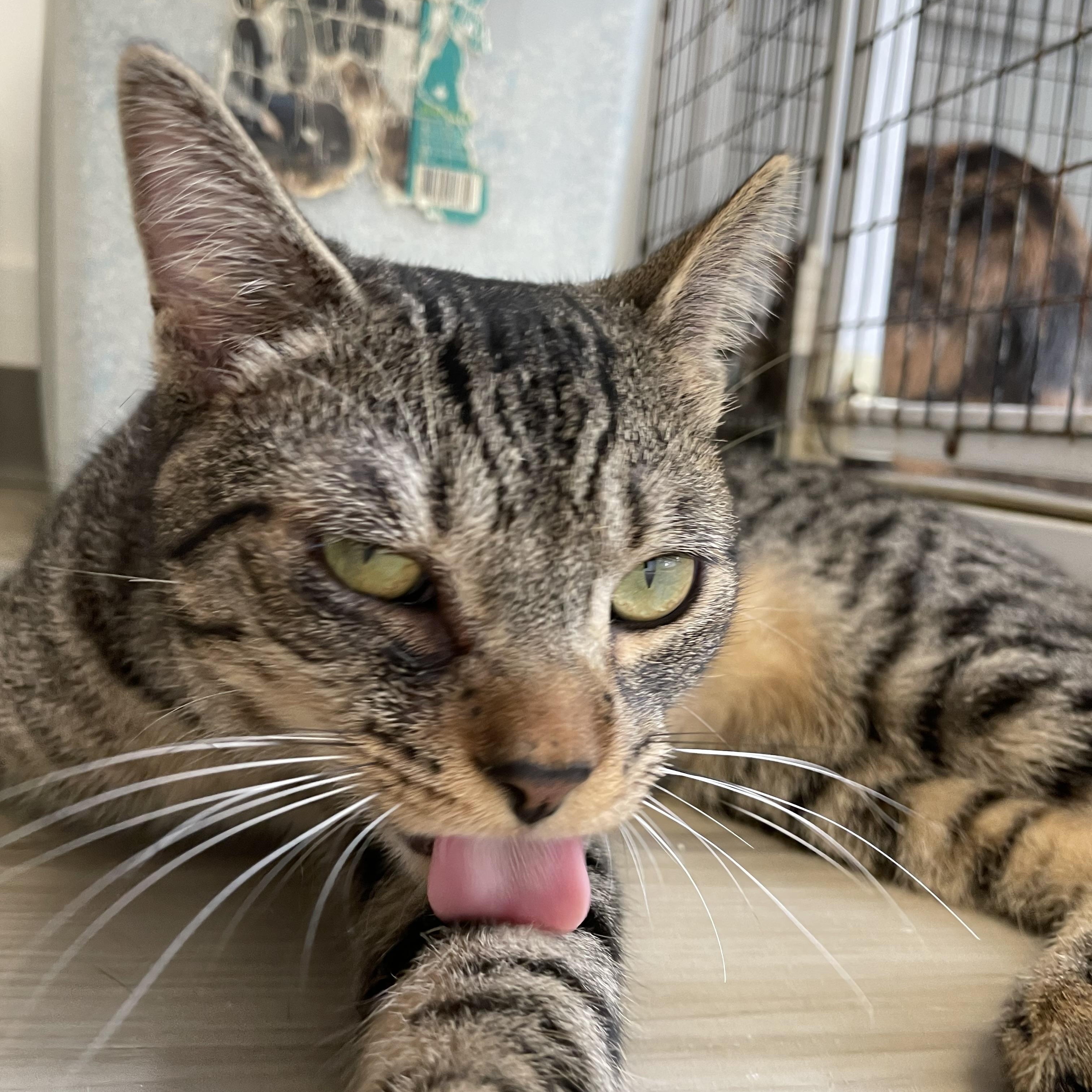 Bean, a Adoptable Domestic Short Hair in Colonia, NJ image 3/5