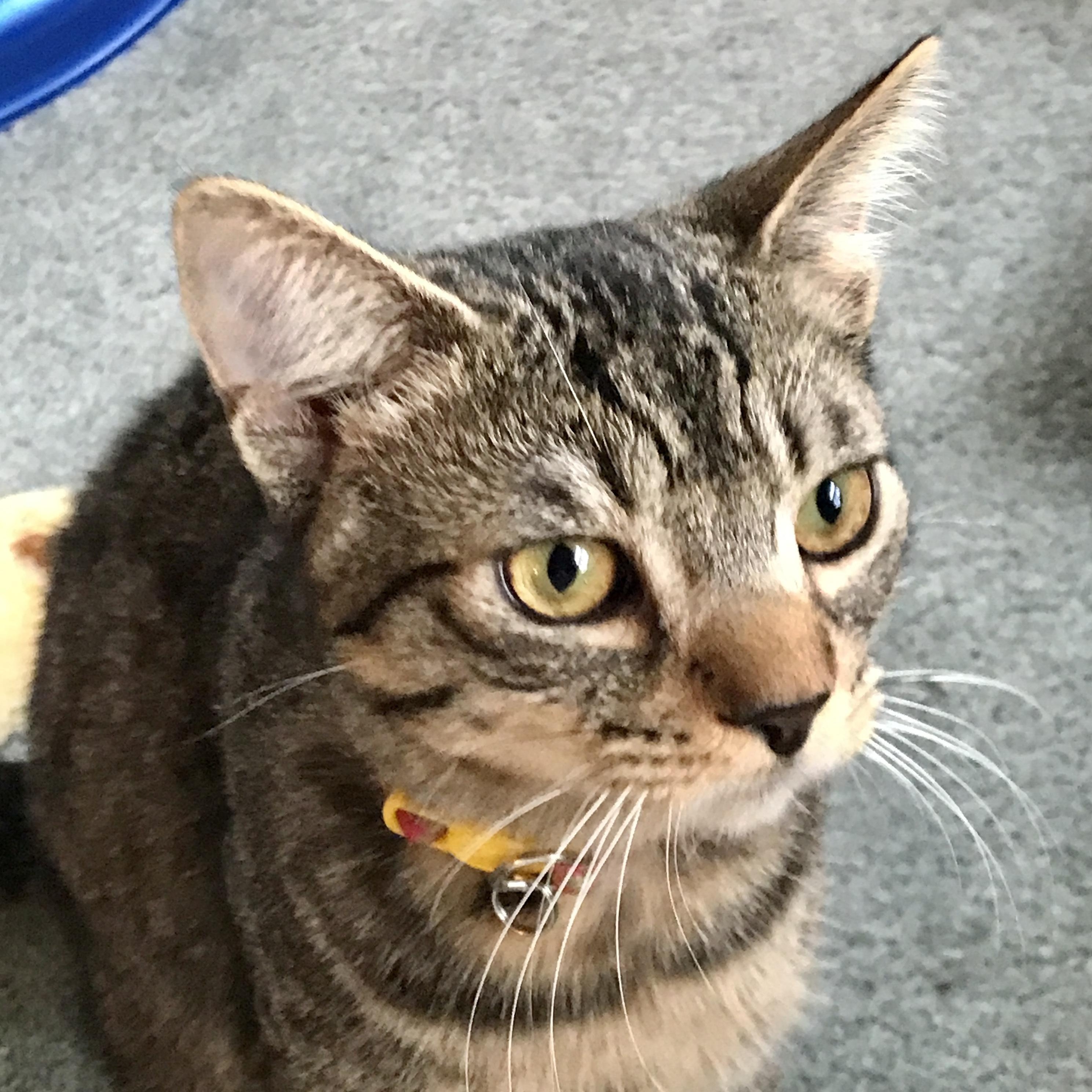 Bean, a Adoptable Domestic Short Hair in Colonia, NJ image 5/5