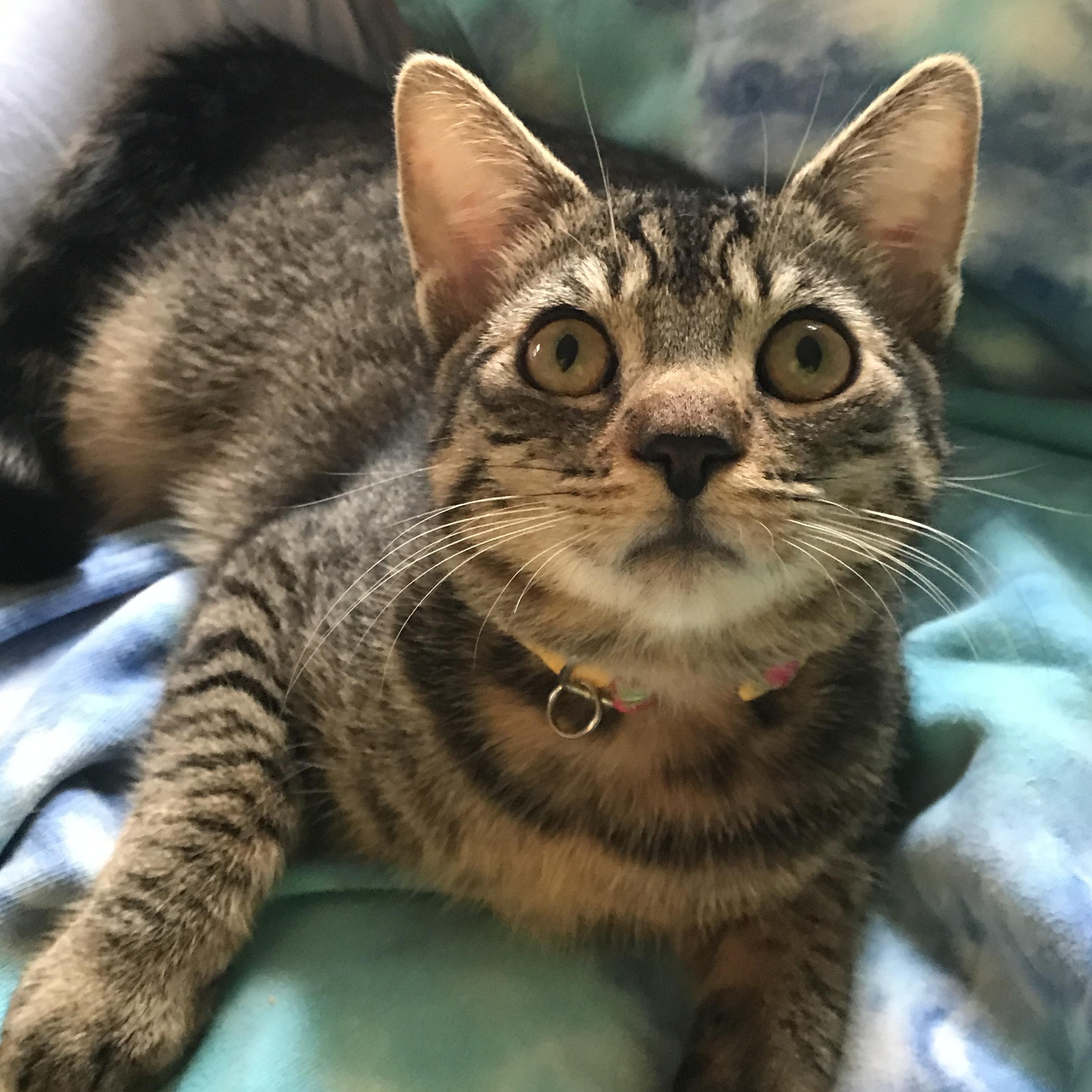 Bean, a Adoptable Domestic Short Hair in Colonia, NJ image 4/5