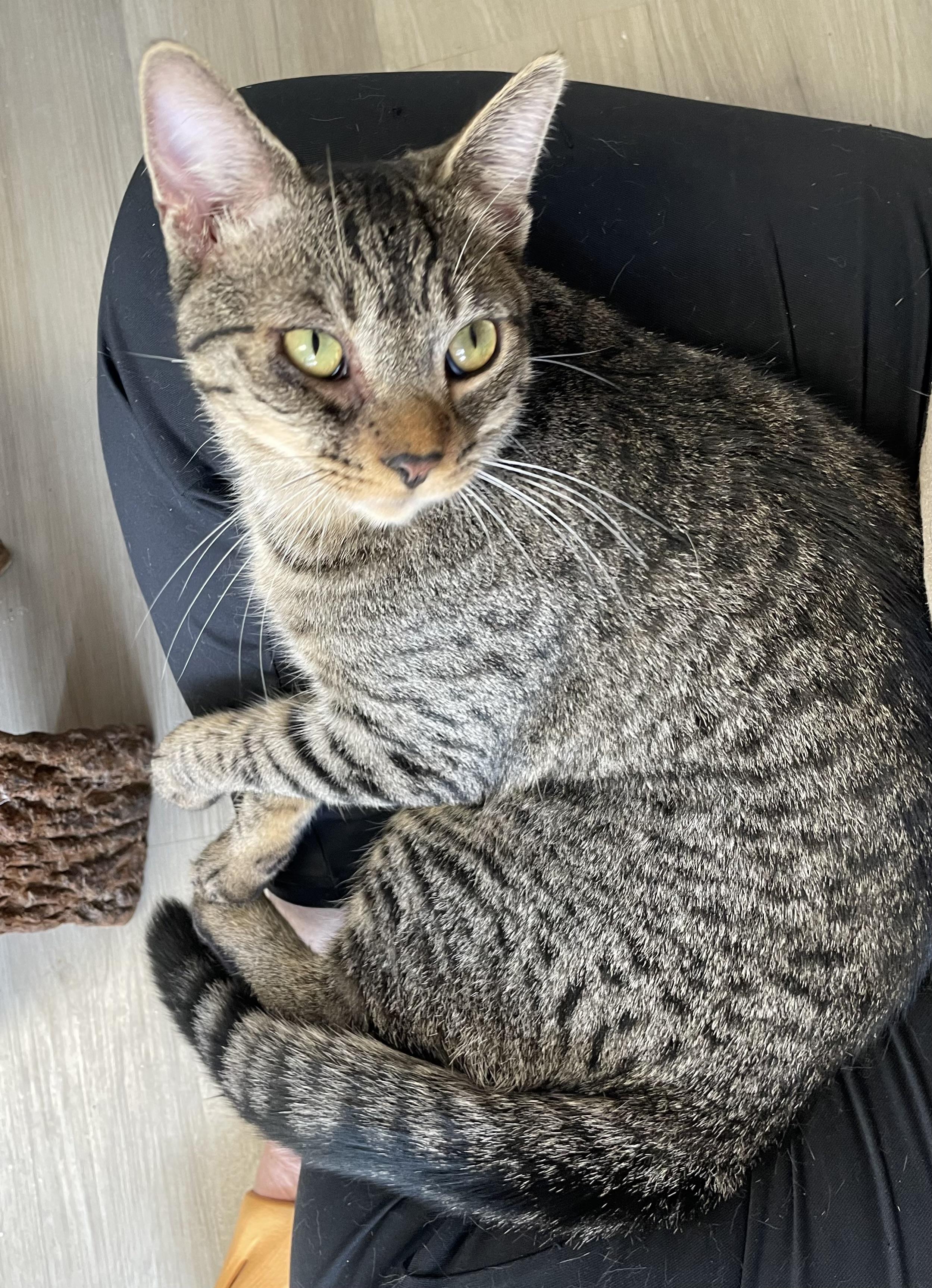 Bean, a Adoptable Domestic Short Hair in Colonia, NJ image 1/5