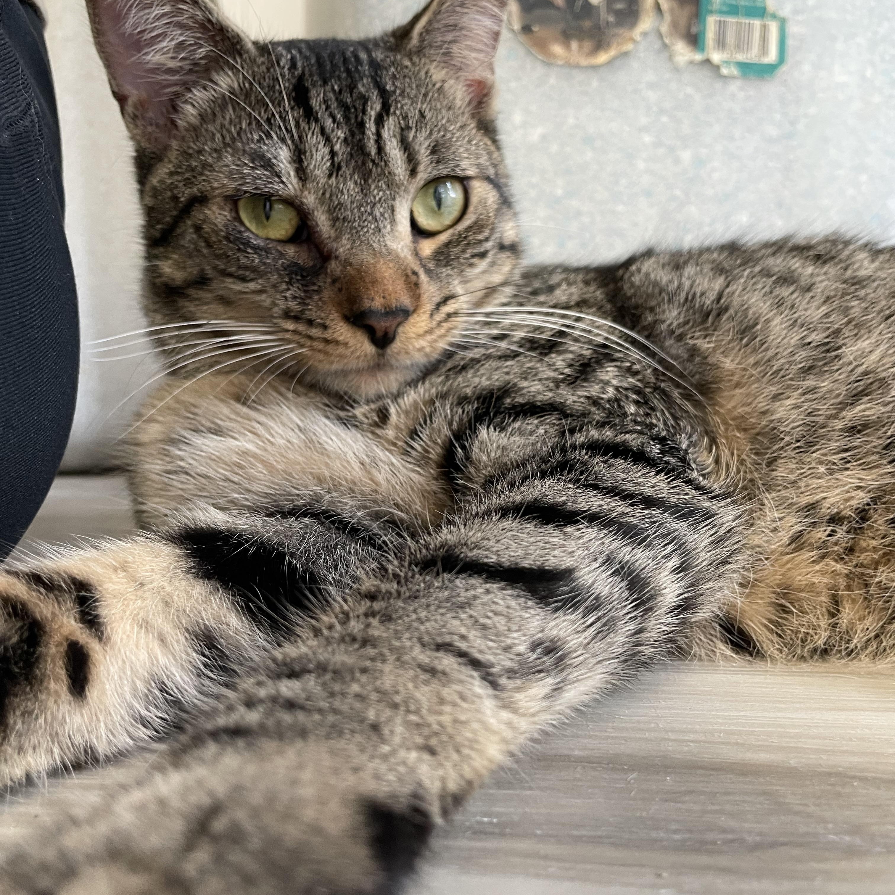 Bean, a Adoptable Domestic Short Hair in Colonia, NJ image 2/5