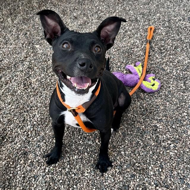 JET, Adoptable, Adult Female Pit Bull Terrier.