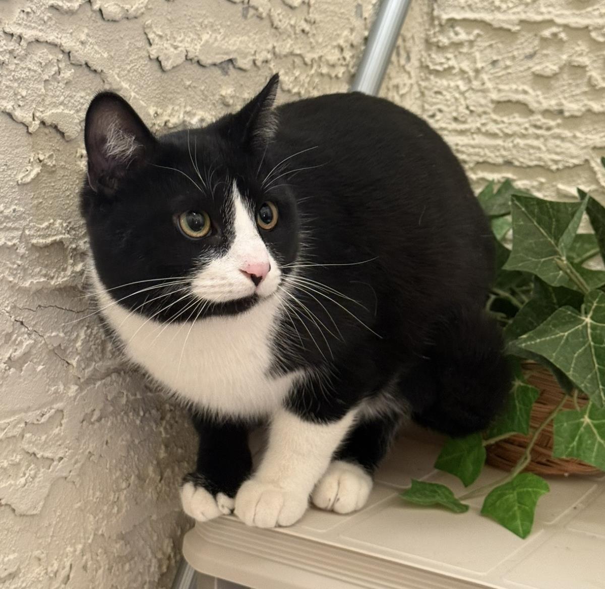 Tux Mcfluff, a Adoptable mixed breed in Chandler, AZ image 1/3