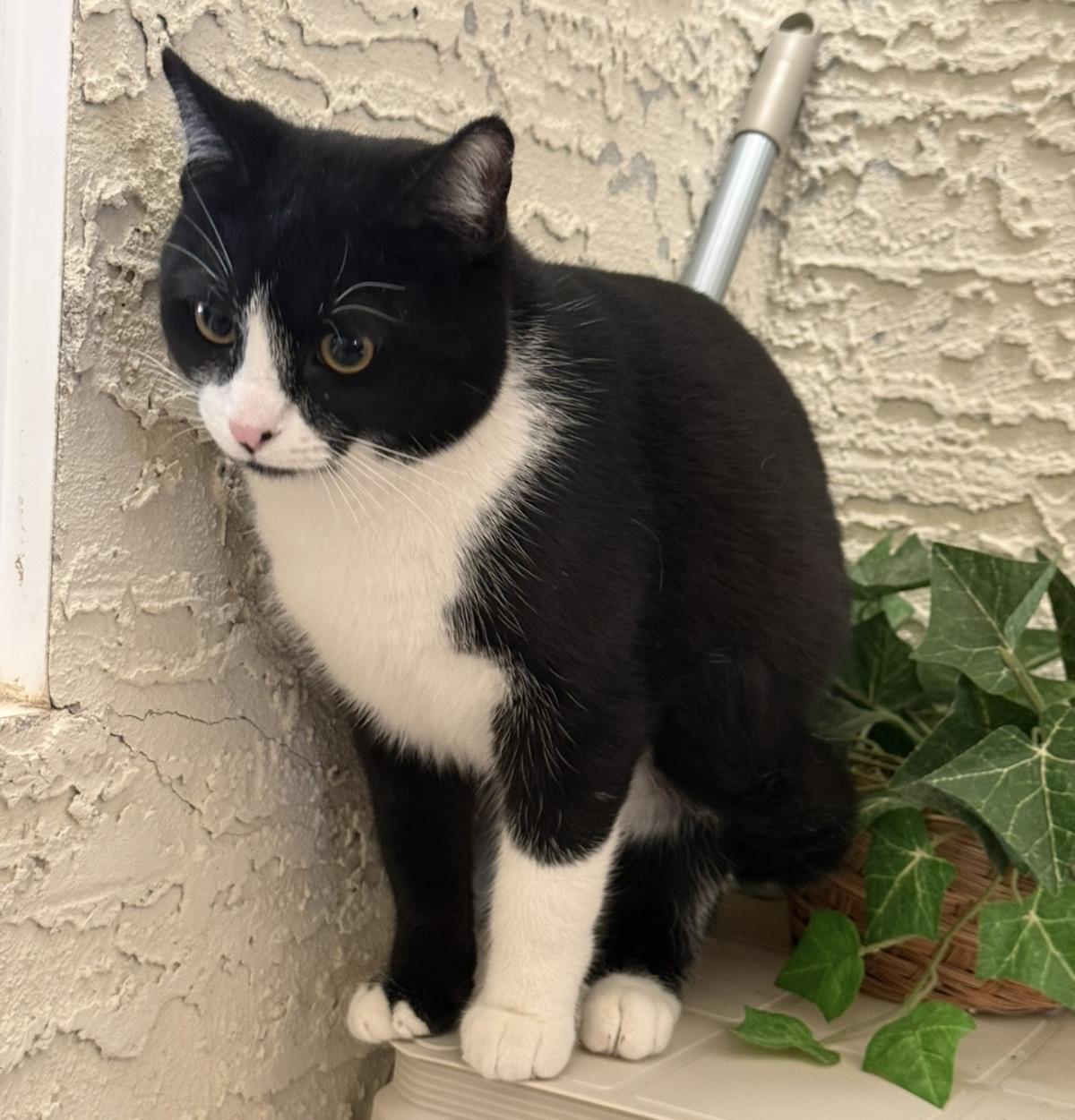 Tux Mcfluff, a Adoptable mixed breed in Chandler, AZ image 2/3