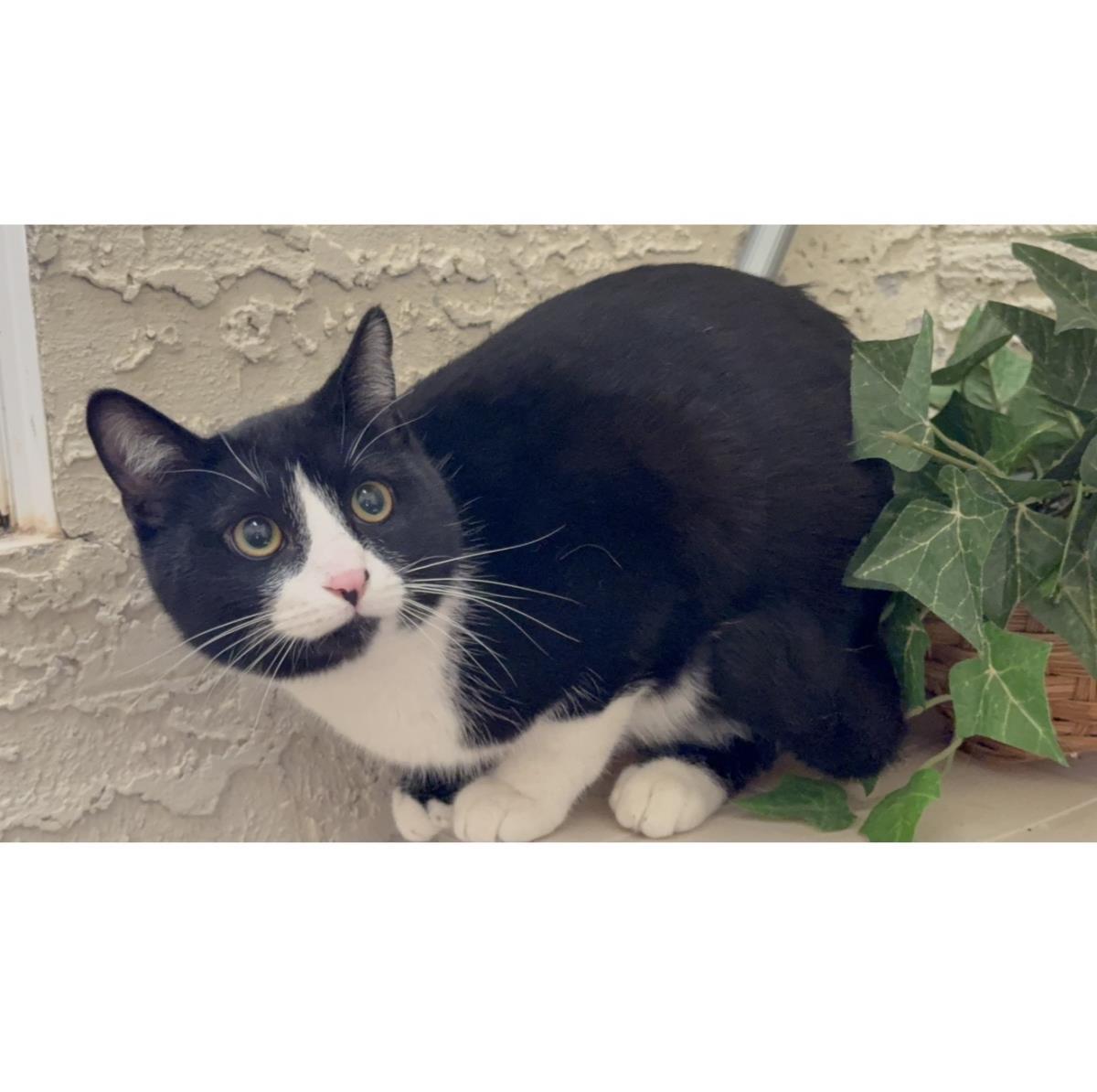 Tux Mcfluff, a Adoptable mixed breed in Chandler, AZ image 3/3