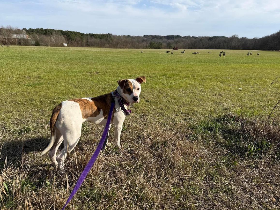 Enlarge Marla, a Adoptable mixed breed in Cumming, GA image 5/6