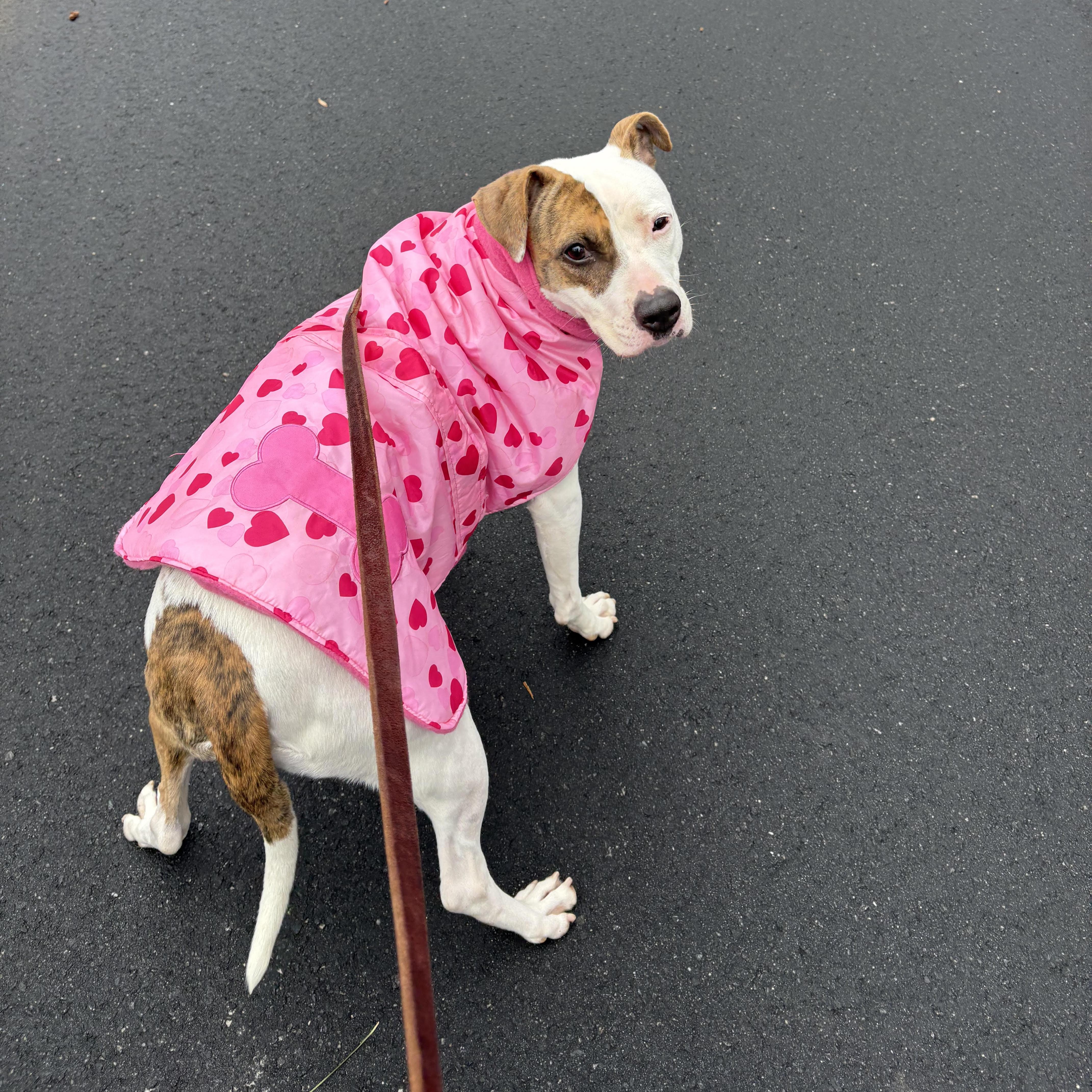 Enlarge Marla, a Adoptable mixed breed in Cumming, GA image 3/6