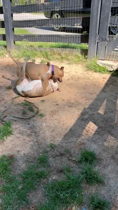 Enlarge Marla, a Adoptable mixed breed in Cumming, GA video 6/6