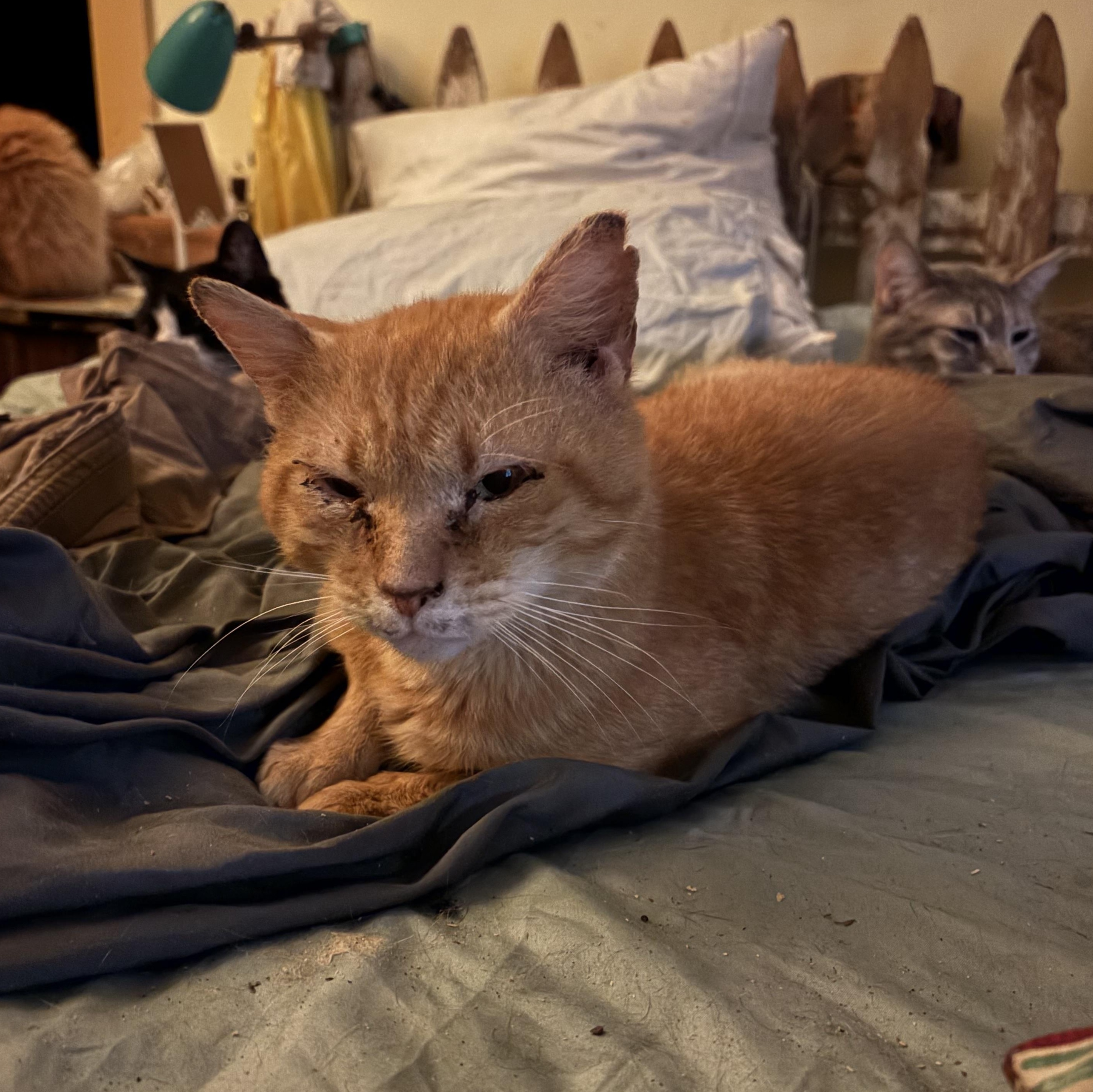 Grandpa Joe, ADOPTABLE, Adult Male Domestic Short Hair.