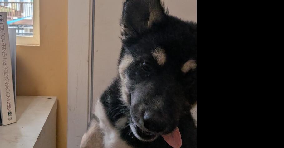 Momo, a Adoptable mixed breed in Pacifica, CA image 2/5