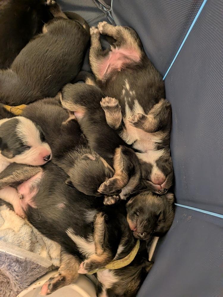 Enlarge Momo, a Adoptable mixed breed in Pacifica, CA image 3/4