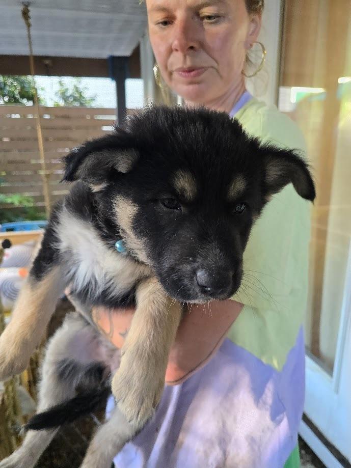 Enlarge Momo, a Adoptable mixed breed in Pacifica, CA image 4/4