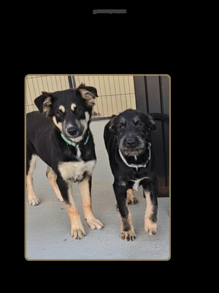 Enlarge Momo., a Adoptable mixed breed in Pacifica, CA image 5/5