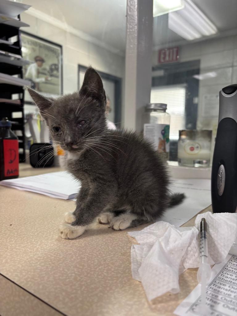 C1196-25, Adoptable, Young Female Domestic Short Hair.