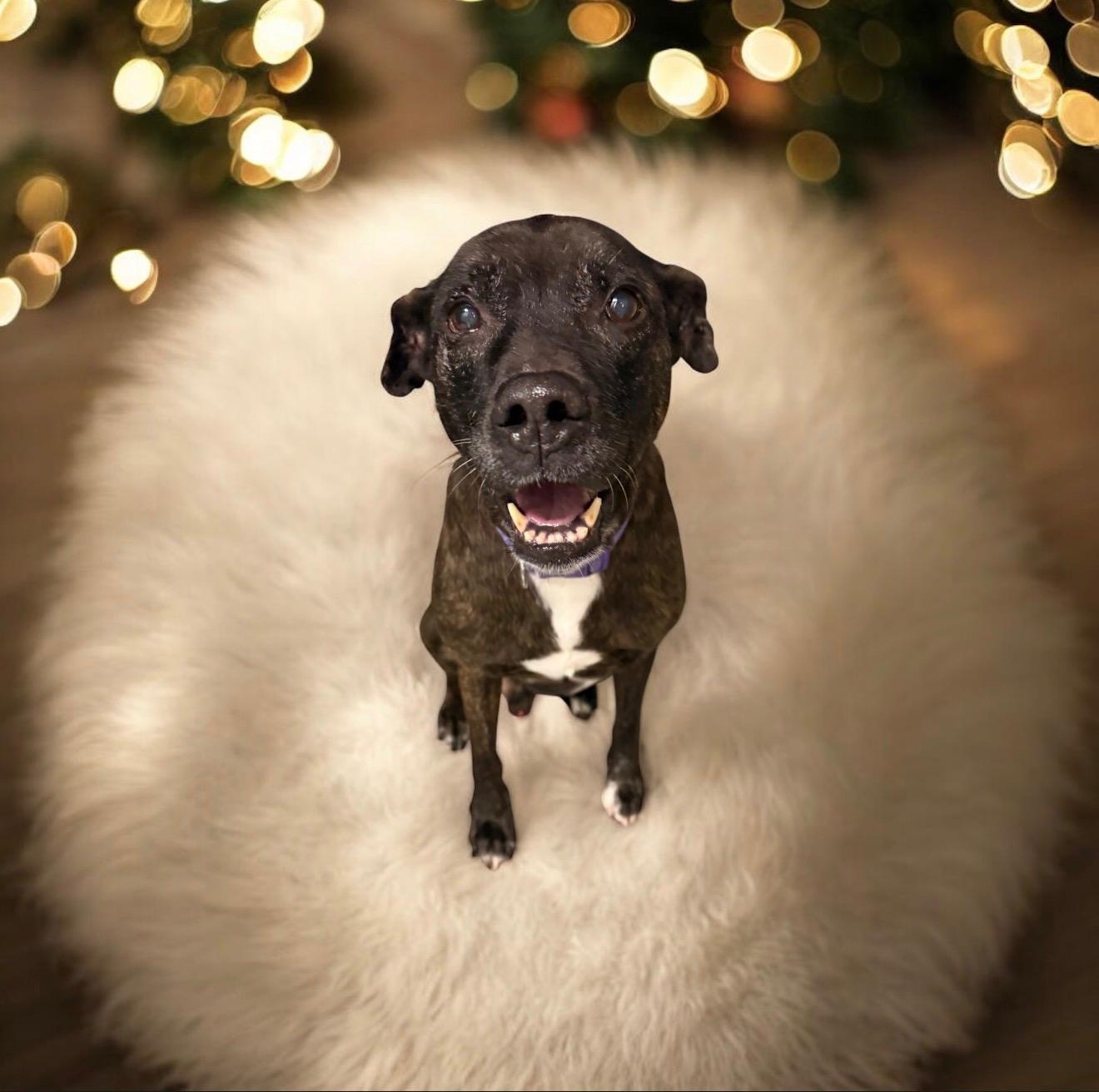 Moonlight, ADOPTABLE, Adult Male American Staffordshire Terrier.