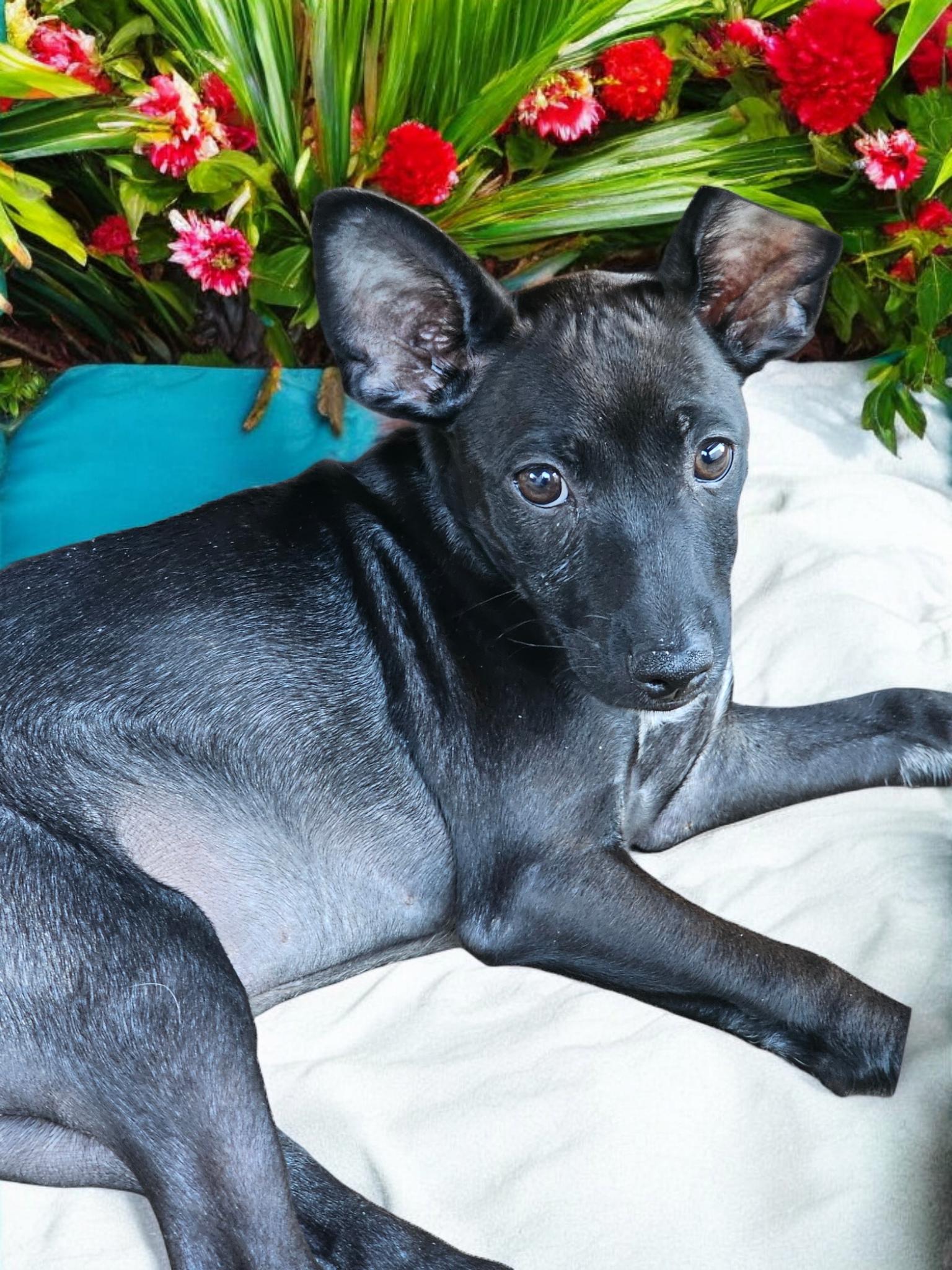 Dog for adoption Larry, a Chihuahua Mix in fort worth, TX Petfinder