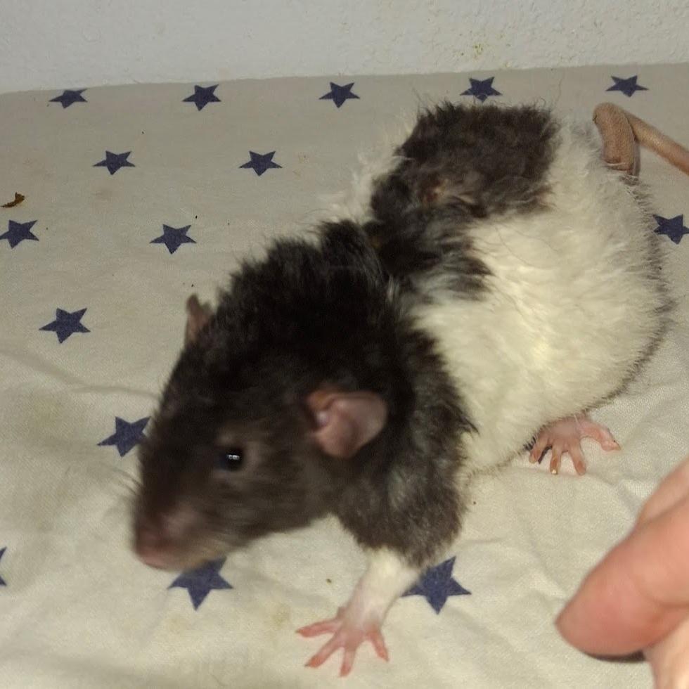 Atlas, Adoptable, Young Male Rat.