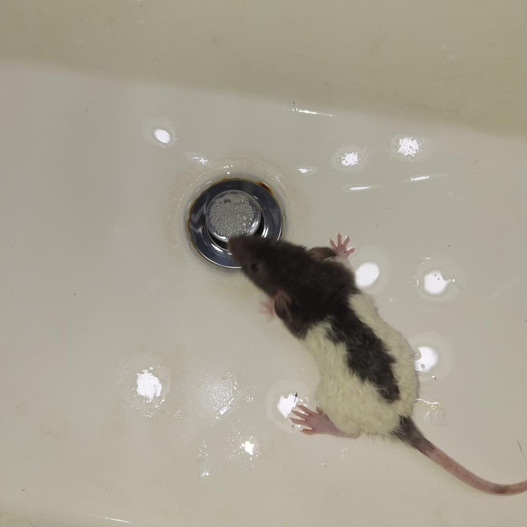 Enlarge Atlas, a Adoptable Rat in Kingman, AZ image 2/2