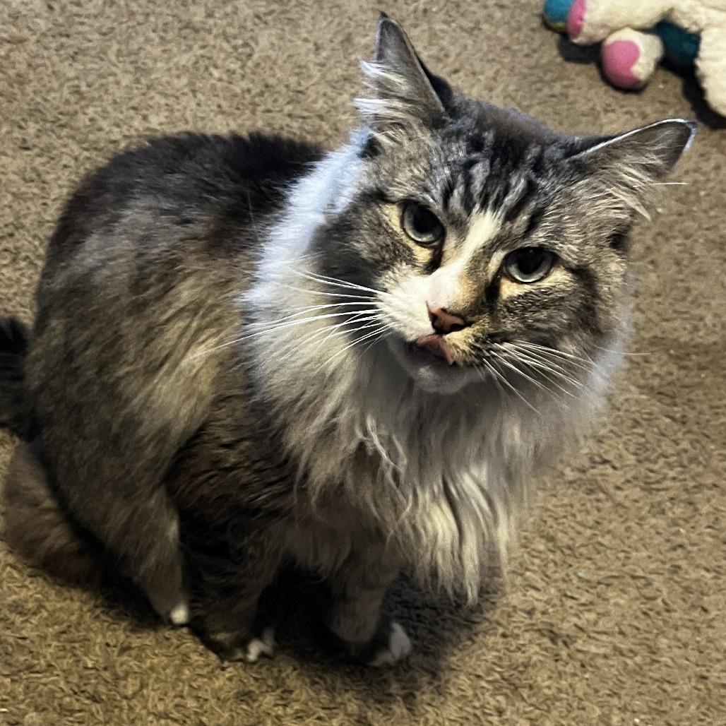 Enlarge Mr. McFluffles, a Adoptable Domestic Long Hair in Layton, UT image 1/4