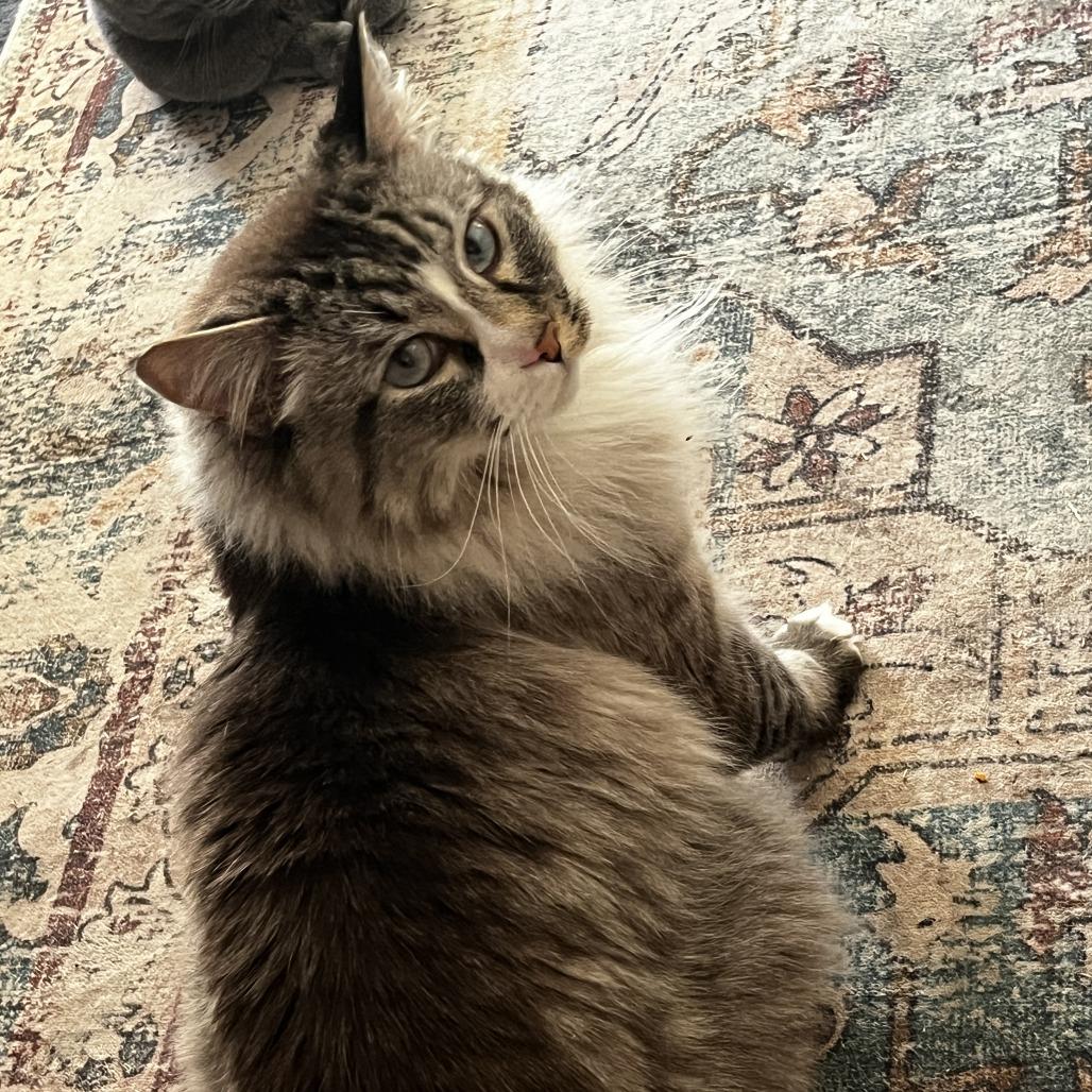 Enlarge Mr. McFluffles, a Adoptable Domestic Long Hair in Layton, UT image 2/4