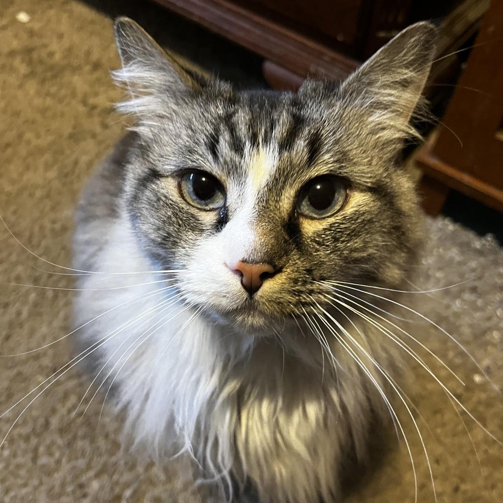 Enlarge Mr. McFluffles, a Adoptable Domestic Long Hair in Layton, UT image 3/4