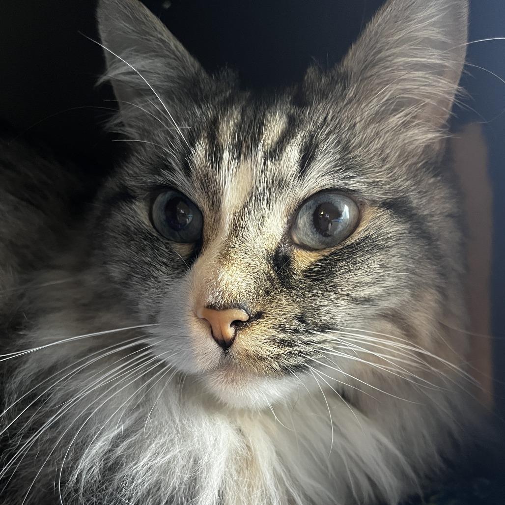 Enlarge Mr. McFluffles, a Adoptable Domestic Long Hair in Layton, UT image 4/4