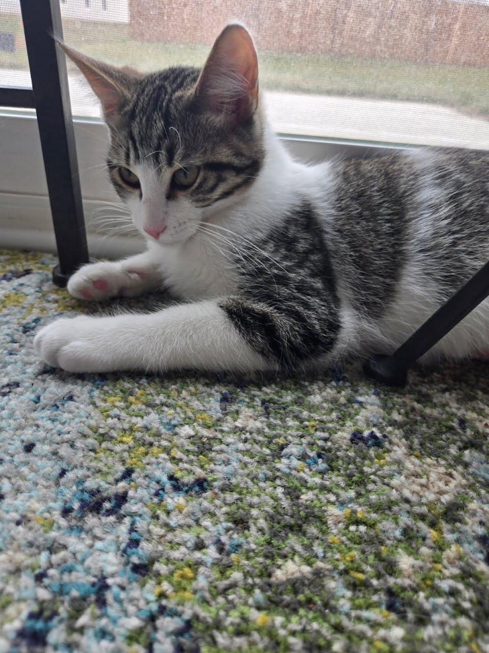 Enlarge Dr pepper, a Adoptable Tiger in West Lafayette, IN image 3/4