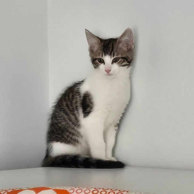 Enlarge Dr pepper, a Adoptable Tiger in West Lafayette, IN image 2/4