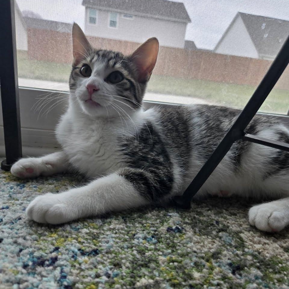 Dr pepper, Adoptable, Kitten Male Tiger.