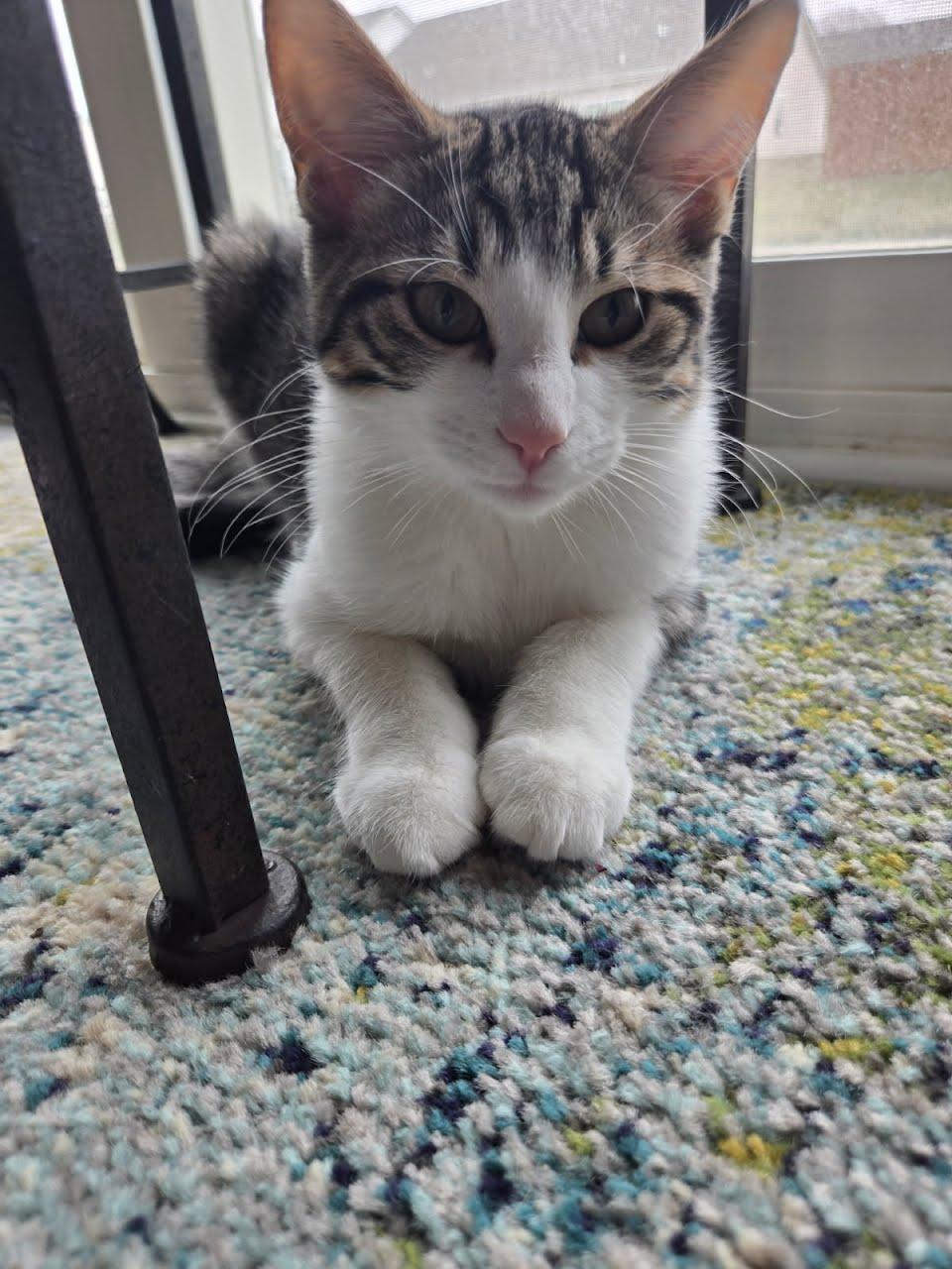 Enlarge Dr pepper, a Adoptable Tiger in West Lafayette, IN image 4/4