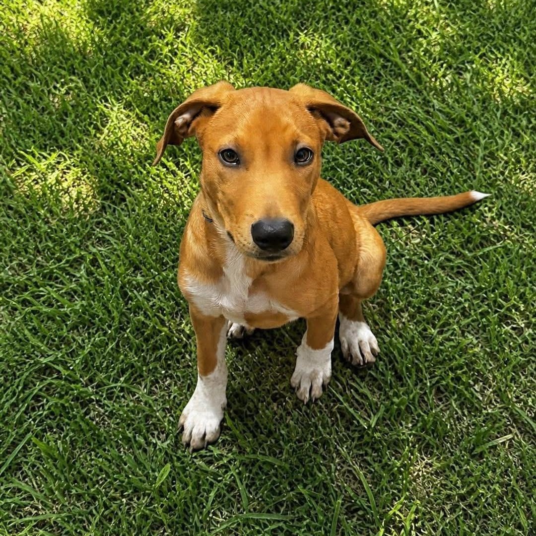 Nico, an adopted Mixed Breed in Yaphank, NY image 2/2