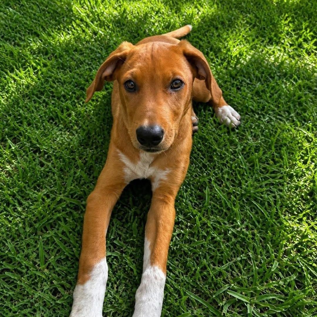 Nico, an adopted Mixed Breed in Yaphank, NY image 1/2